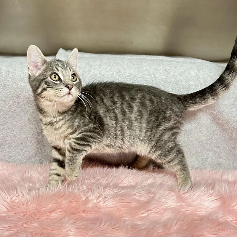 A young small-sized male Tabby (Gray / Blue / Silver) Domestic Short Hair cat named Sterling for adoption in Crestwood, MO