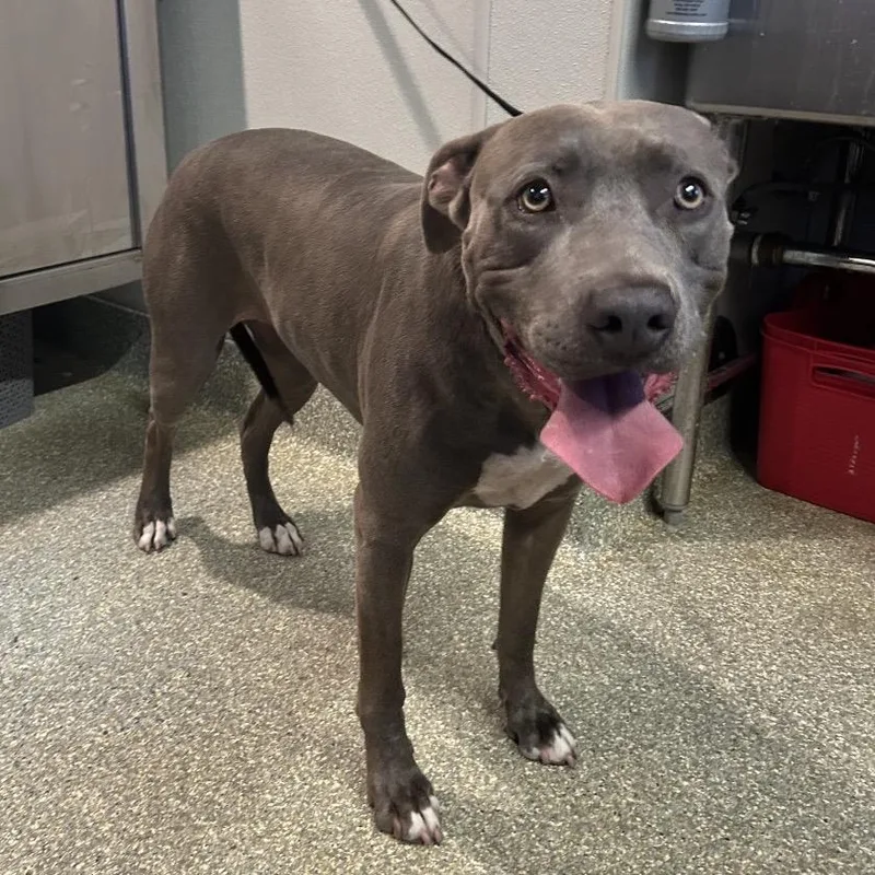 An adult large-sized female Gray / Blue / Silver Pit Bull Terrier dog named Tori for adoption in San Gabriel, CA