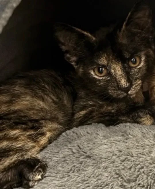 A baby medium-sized female Tortoiseshell cat named Toto for adoption in Columbia, SC