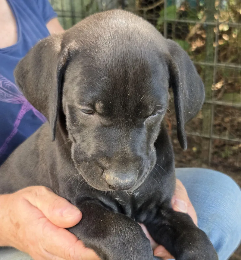 A baby medium-sized male Black Vizsla dog named Agustus for adoption in Albany, NY