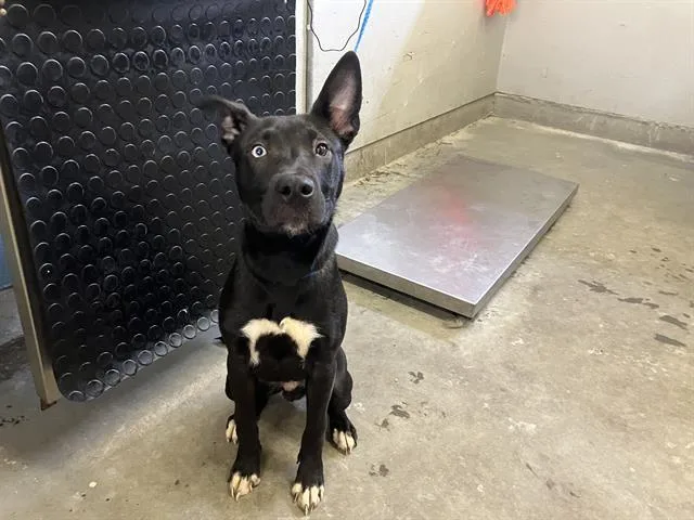 A young medium-sized male Pit Bull Terrier dog named Gary for adoption in Camarillo, CA