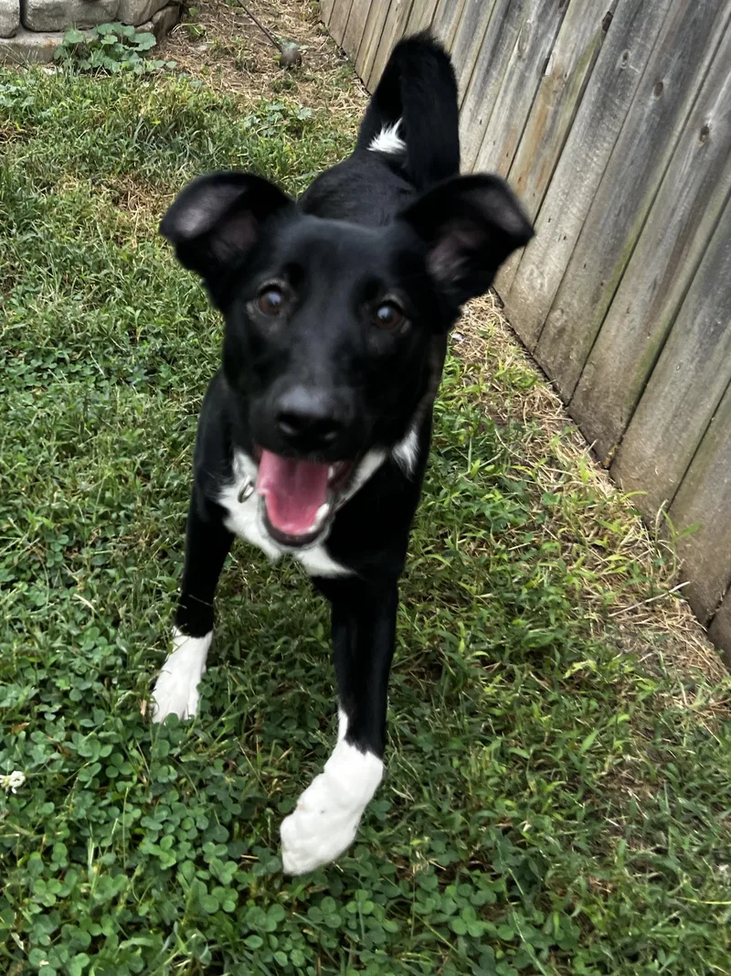 A young small-sized female Border Collie dog named Lola for adoption in Lexington, KY