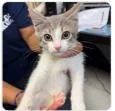 A baby small-sized female Domestic Short Hair cat named Chance for adoption in Washington, DC