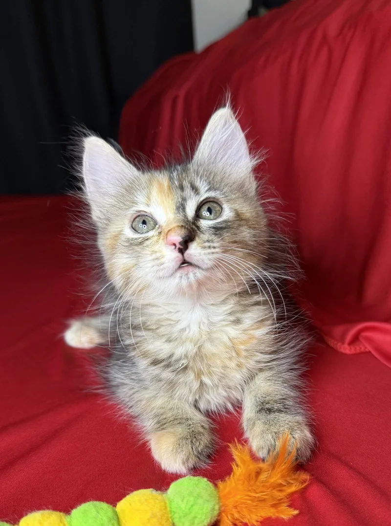 A baby medium-sized female Torbie cat named Patch for adoption in Laguna Niguel, CA