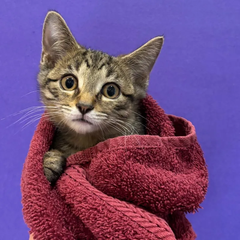 A baby small-sized male Brown / Chocolate Domestic Short Hair cat named Grug for adoption in Washington Township, OH