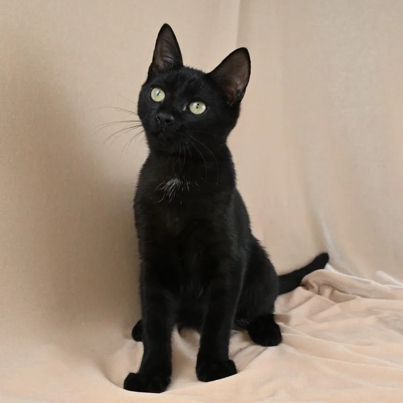 A young medium-sized male Black Domestic Short Hair cat named Benkie for adoption in Mobile, AL