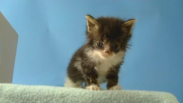 A baby small-sized female Domestic Long Hair cat named A for adoption in Gardena, CA