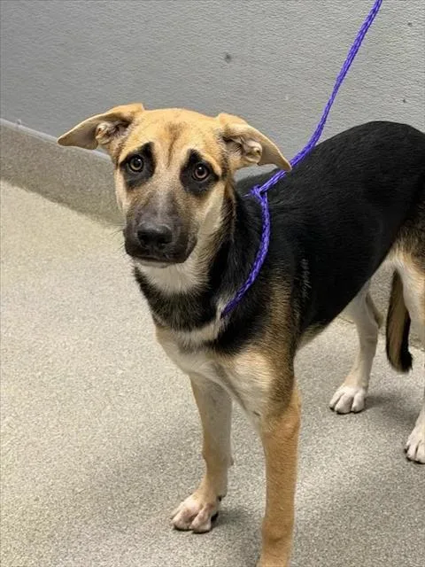 A young medium-sized female German Shepherd Dog dog named Margaret for adoption in Las Vegas, NV