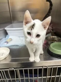 A young medium-sized male Domestic Short Hair cat named Raindrop for adoption in Black River Falls, WI
