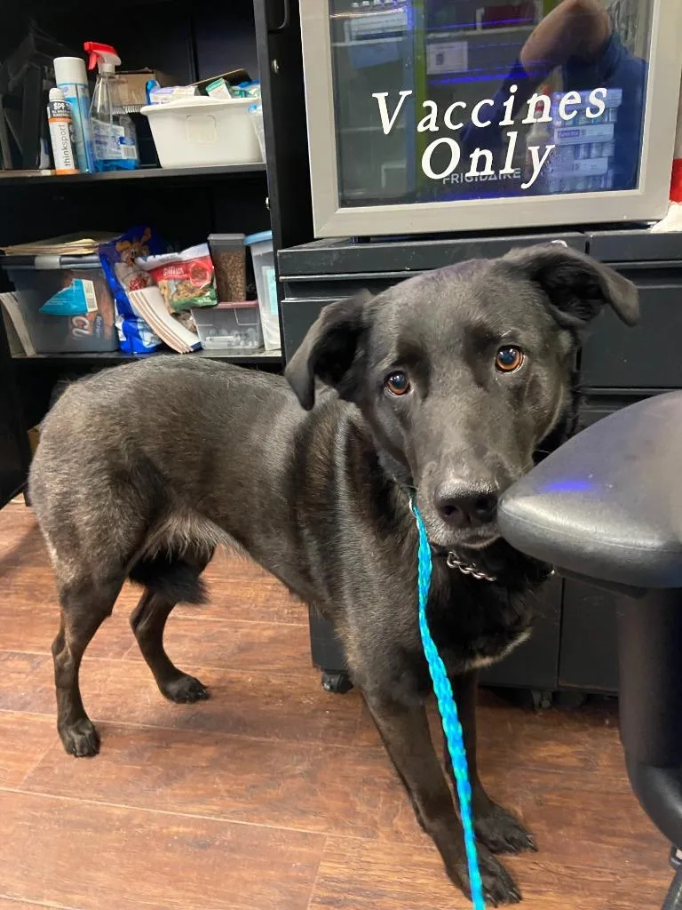 An adult large-sized female Labrador Retriever dog named Dog Kennel  Scarlett for adoption in Greenville, TX