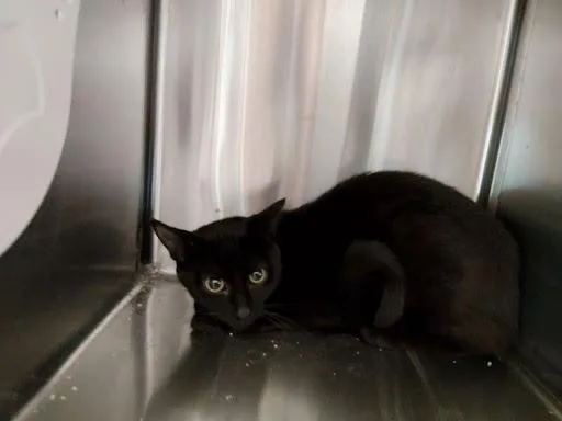 A baby medium-sized male Black Domestic Short Hair cat named Mesquite for adoption in Liberty, MO