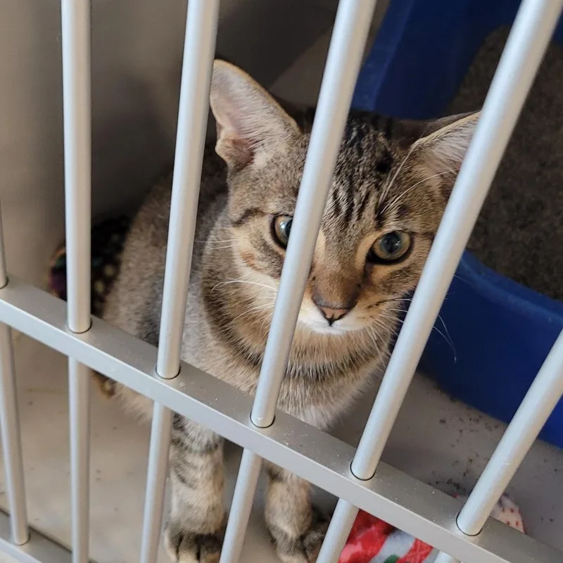 A baby small-sized female Brown / Chocolate Domestic Short Hair cat named Felicity for adoption in Monroe, MI