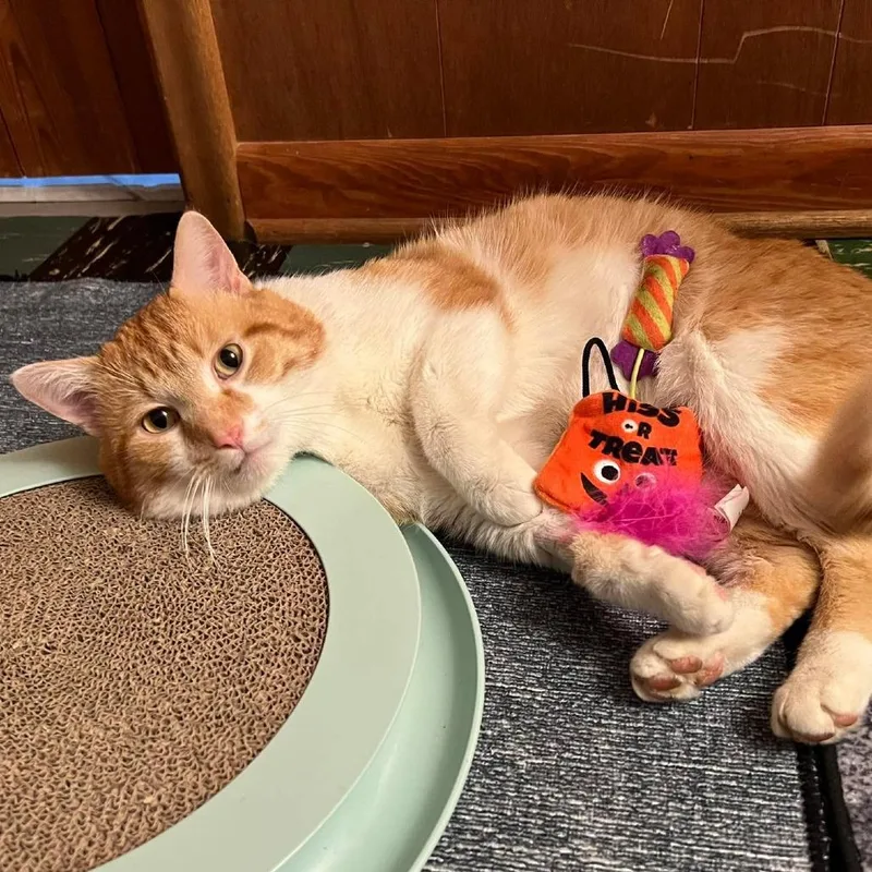 An adult large-sized male Orange / Red Domestic Short Hair cat named Thurston for adoption in Inver Grove Heights, MN
