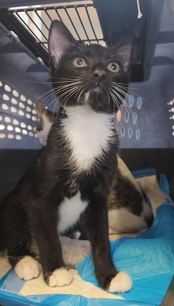 A baby medium-sized male Black & White / Tuxedo Domestic Short Hair cat named Giorgio for adoption in Ocala, FL