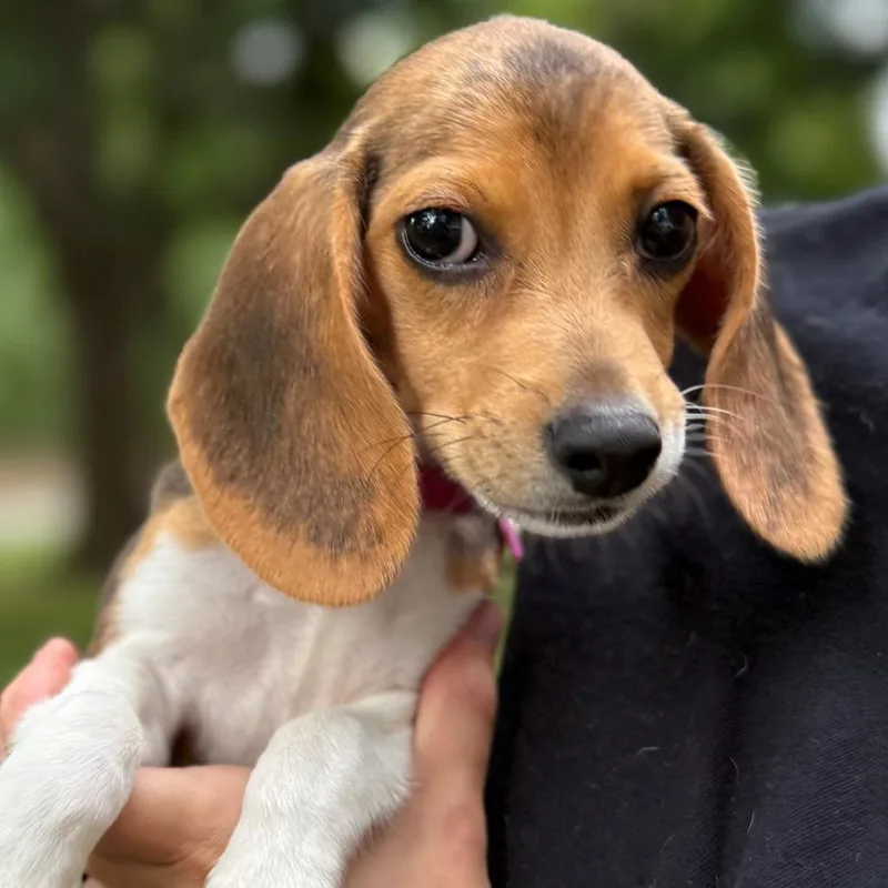 Ethel