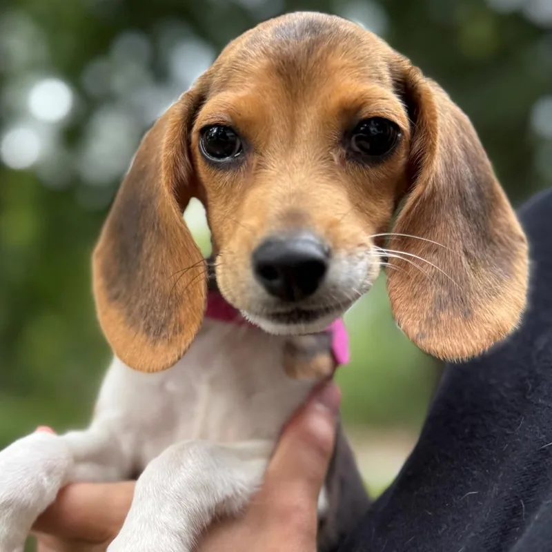 Ethel thumbnail 3