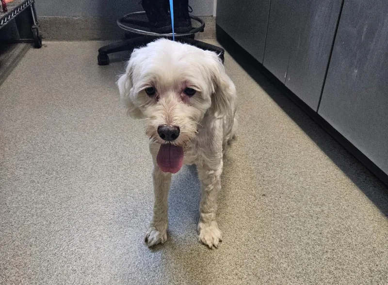 A senior small-sized male Coton de Tulear dog named Dublin for adoption in Bloomington, IN