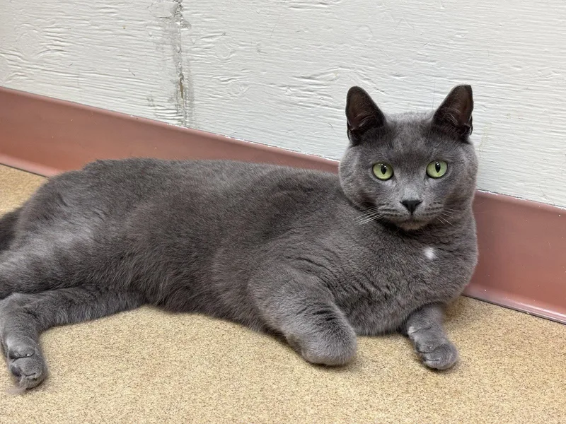 An adult medium-sized male Gray / Blue / Silver Domestic Short Hair cat named Colt Bonded Pair for adoption in Brick, NJ