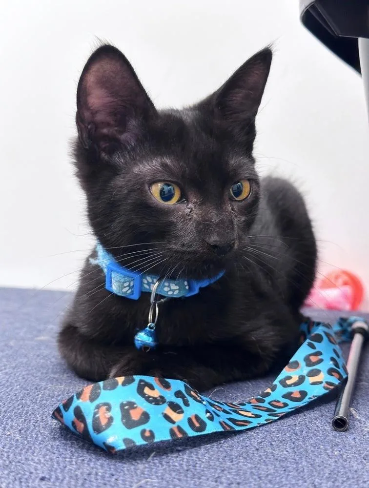 A baby small-sized male Black Domestic Short Hair cat named Sphynx for adoption in Deltona, FL