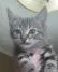 A young medium-sized male Domestic Short Hair cat named Eagle for adoption in Kansas City, MO