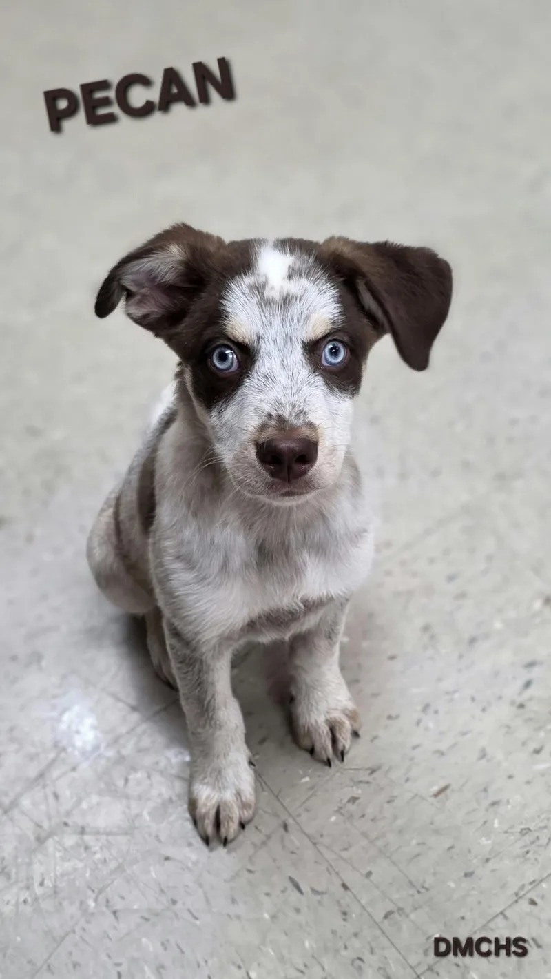 A baby small-sized male Australian Shepherd dog named Pecan for adoption in Burlington, IA