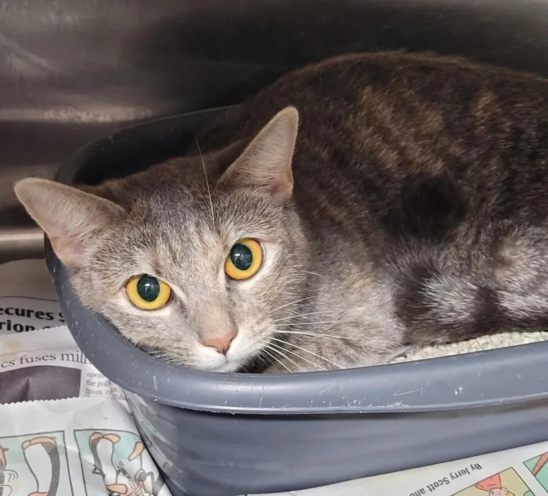 A young large-sized female Domestic Short Hair cat named Sky for adoption in Hopkinsville, KY