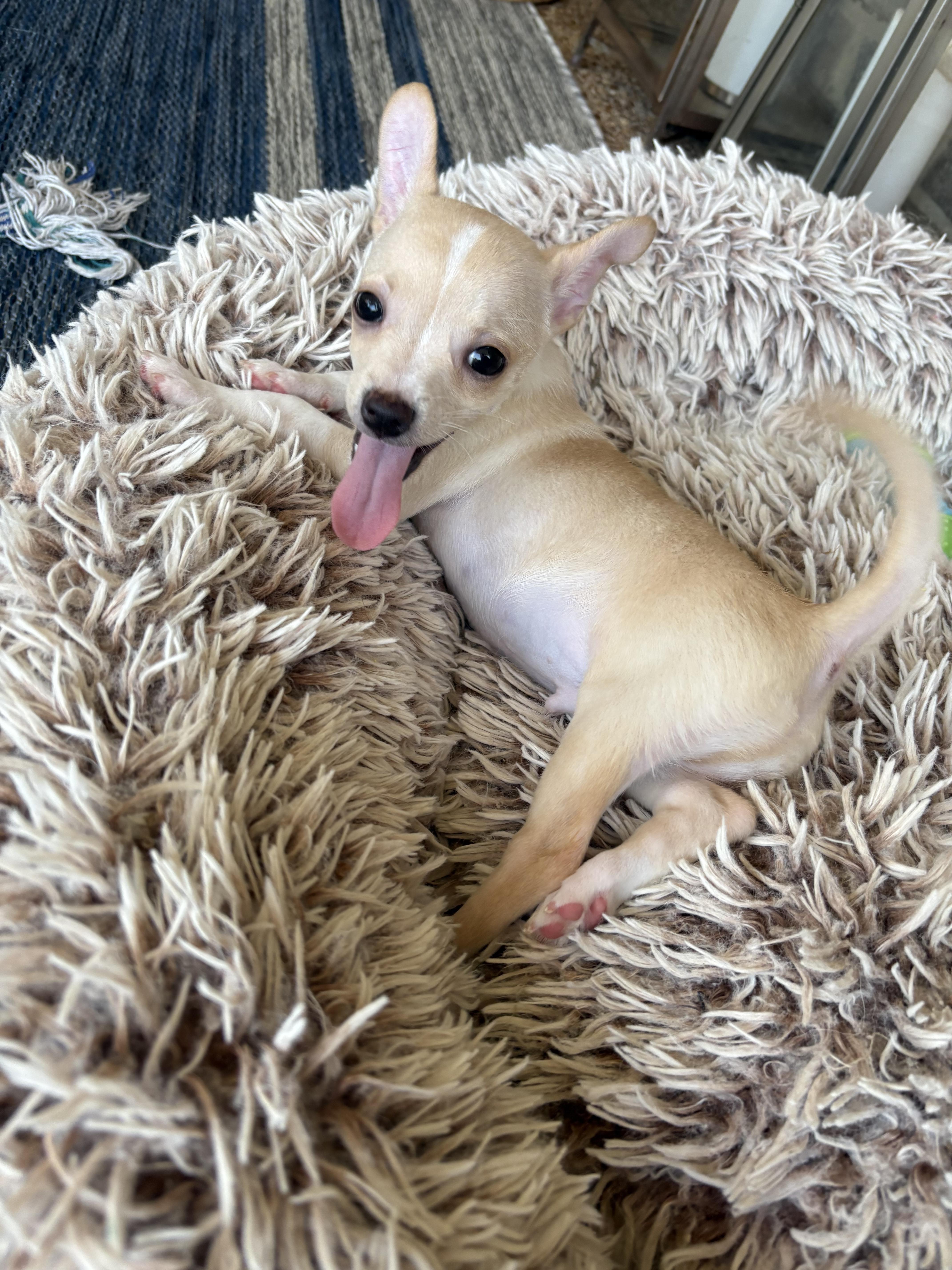 A baby small-sized male Chihuahua dog named Pugsley for adoption in Cordova, TN