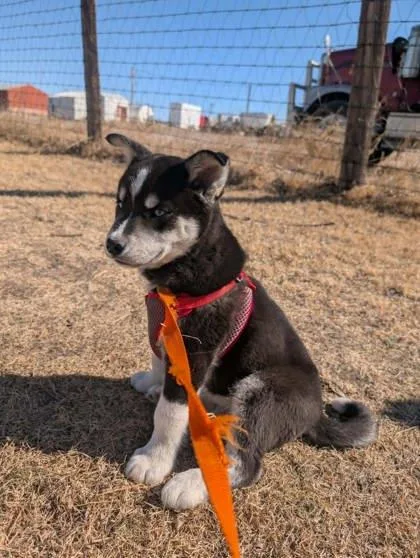 Lieutenant Grumblepaws