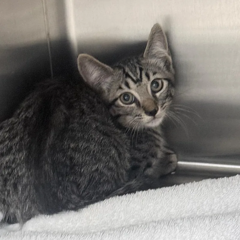 A baby small-sized male Brown / Chocolate Domestic Short Hair cat named Jimmy for adoption in Jupiter, FL