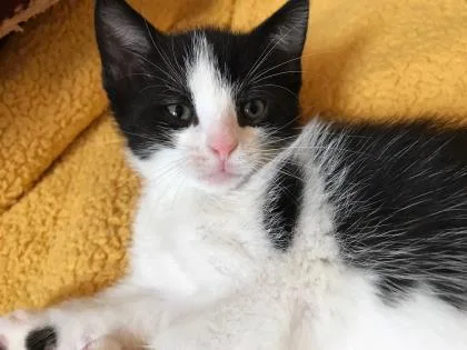 A baby medium-sized male Domestic Short Hair cat named Beau for adoption in Pompano Beach, FL