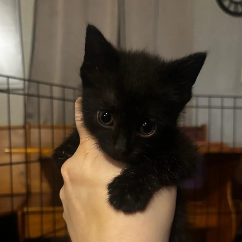 A baby small-sized male Domestic Short Hair cat named Durnehviir for adoption in Shinnston, WV