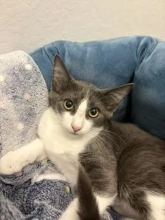 A baby small-sized female Tuxedo cat named Roddy Impala for adoption in Chandler, AZ
