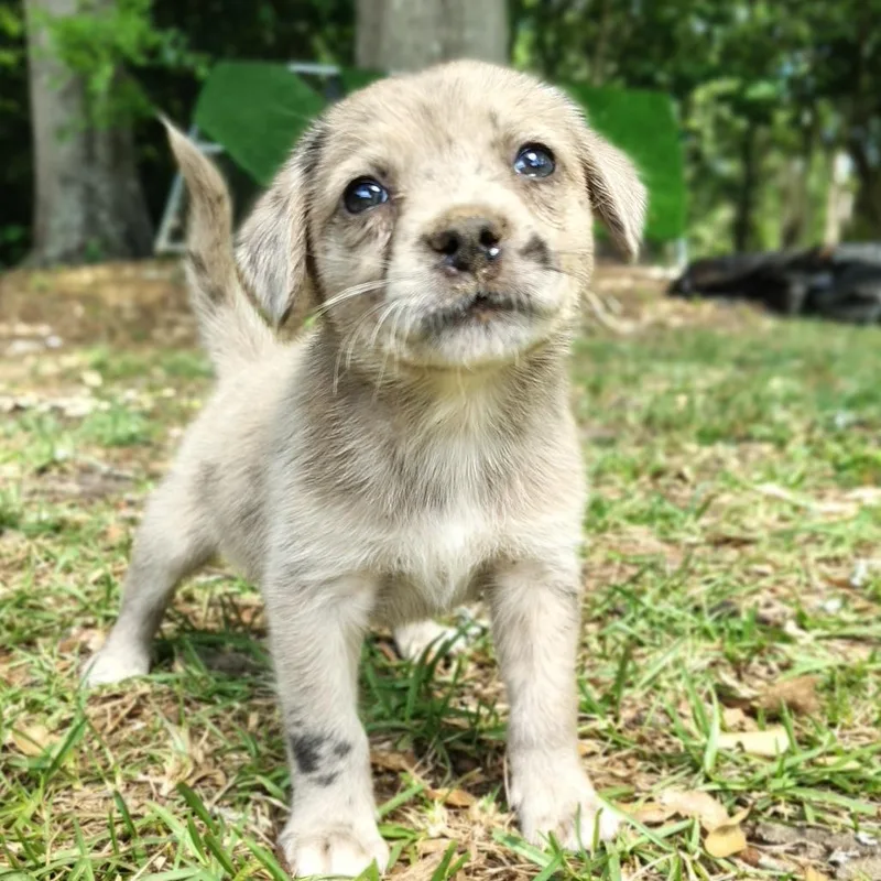 A baby small-sized male Gray / Blue / Silver Mixed Breed dog named Palm for adoption in Ferndale, MI