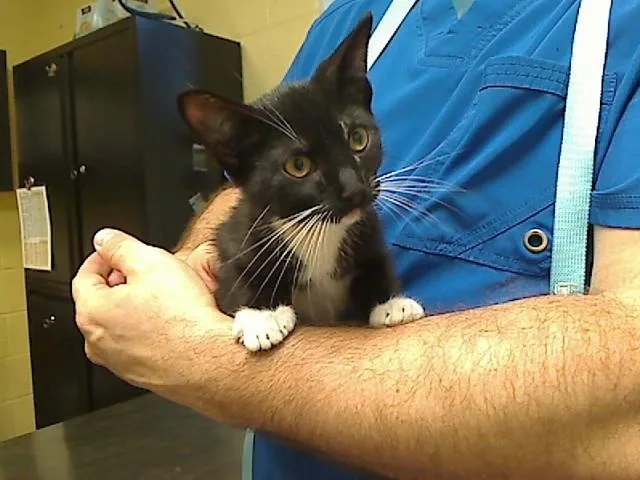 A baby medium-sized male Domestic Short Hair cat named Side Quest for adoption in Cookeville, TN
