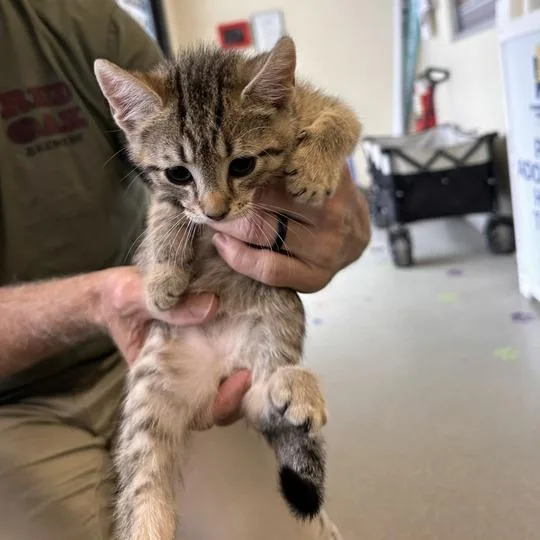 A baby small-sized male Buff / Tan / Fawn Domestic Short Hair cat named Tagalong for adoption in Wilmington, DE
