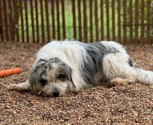 An adult small-sized female White / Cream Shih Tzu dog named Butterfly for adoption in Marshall, TX