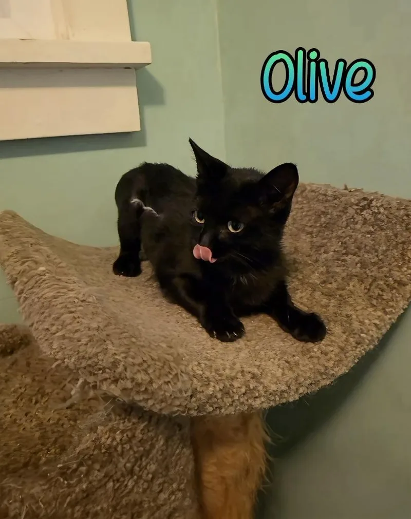 Olive