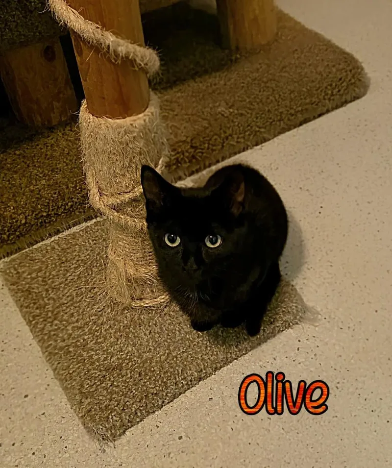 Olive thumbnail 2