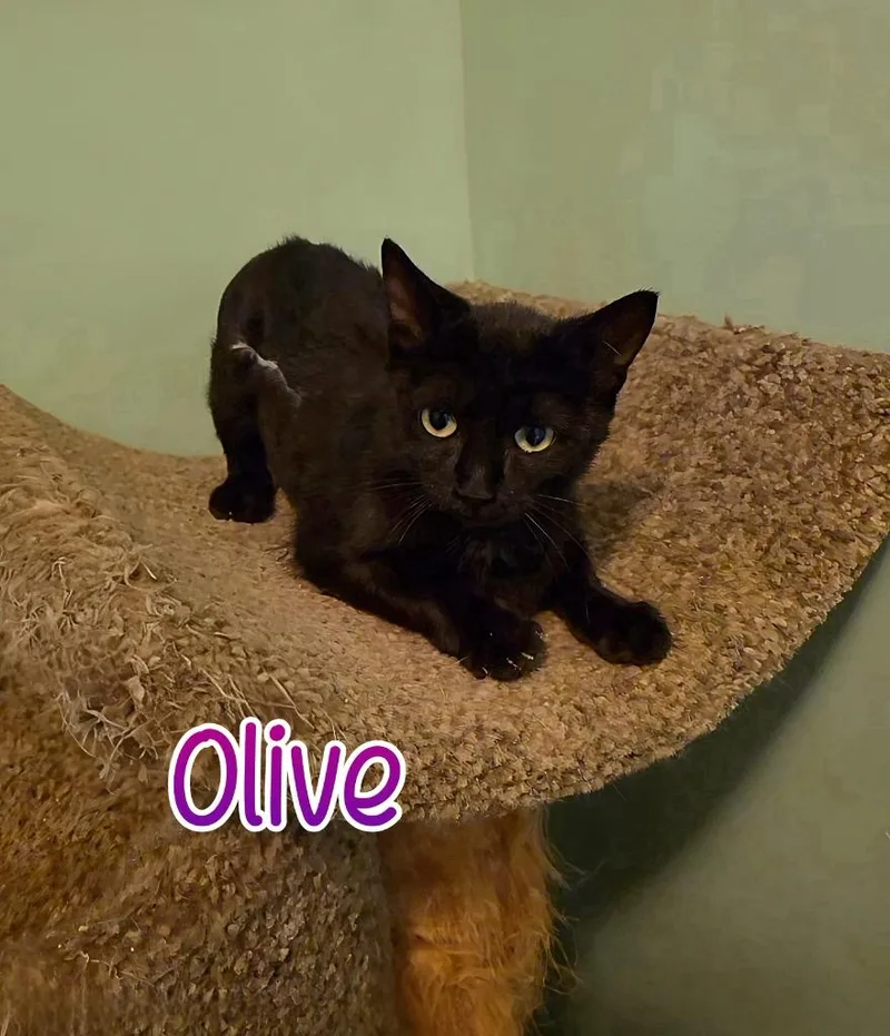 Olive thumbnail 3
