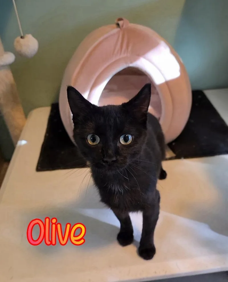 Olive thumbnail 5