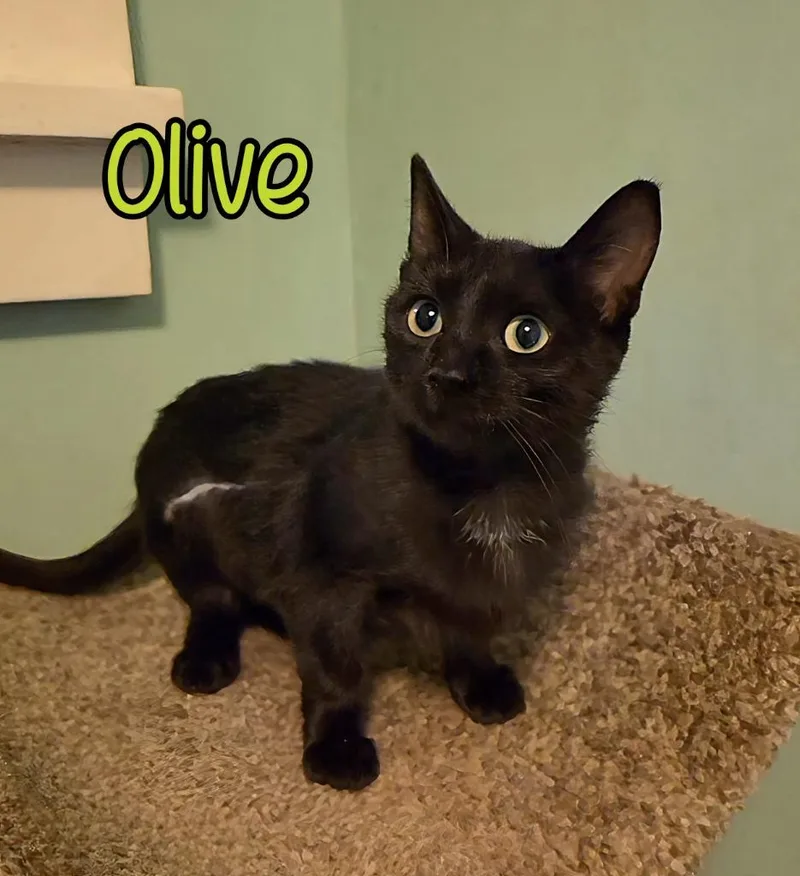 Olive thumbnail 6