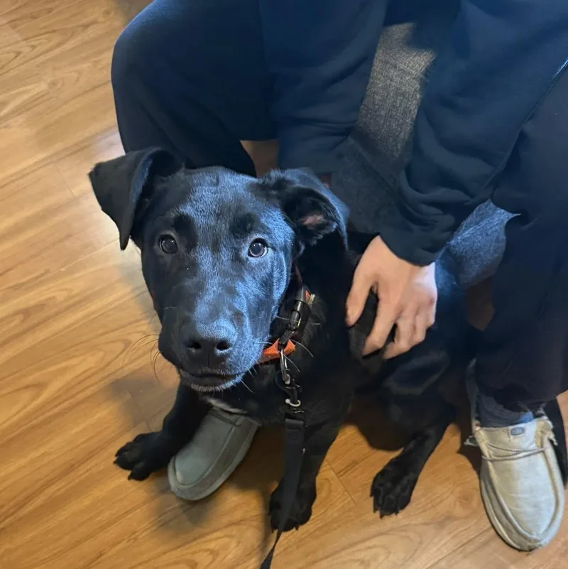 A baby large-sized male Black Labrador Retriever dog named Azabache for adoption in LEMONT, IL