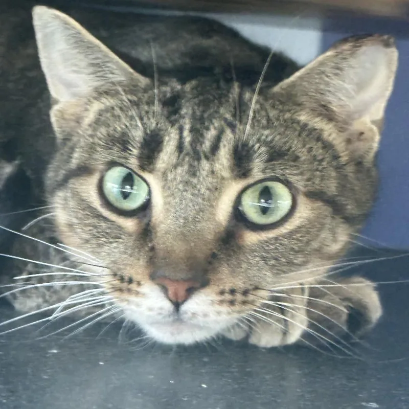 An adult medium-sized female Brown / Chocolate Domestic Short Hair cat named Itsy Bitsy for adoption in Franklin, TN