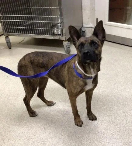 A young large-sized female Pit Bull Terrier dog named Tiara for adoption in Riverside, CA