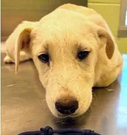 A young large-sized female Retriever dog named Jessie for adoption in Kansas City, MO