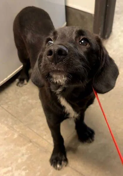 A young medium-sized male Labrador Retriever dog named Baker for adoption in Bowling Green, KY