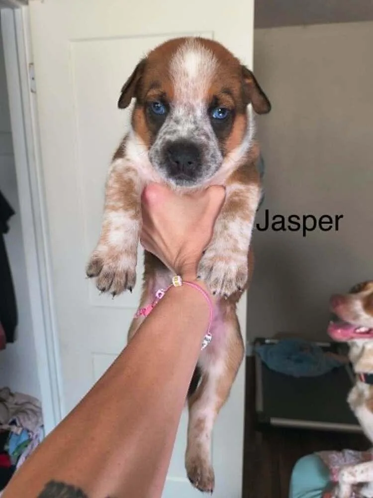 A baby small-sized male White / Cream Pit Bull Terrier dog named Jasper for adoption in Indianapolis, IN