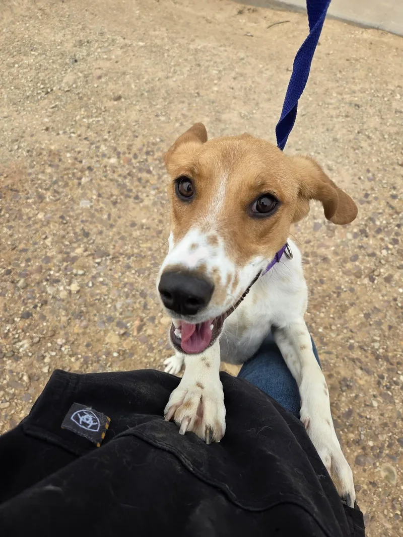 An adult medium-sized female Brown / Chocolate Coonhound dog named Darla for adoption in Roosevelt, UT