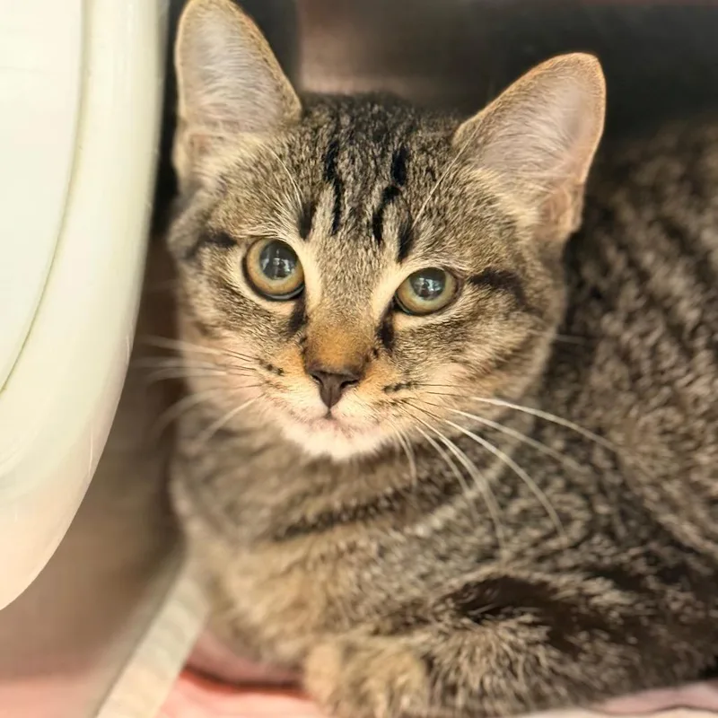 A baby small-sized male Domestic Short Hair cat named Skipper for adoption in Cumming, GA