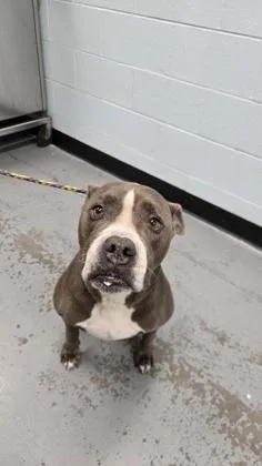 A senior large-sized male Gray / Blue / Silver Pit Bull Terrier dog named Mackie for adoption in Sacramento, CA